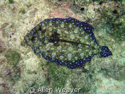 Rainbow flounder in Negril Jamaica. by Allen Weaver 